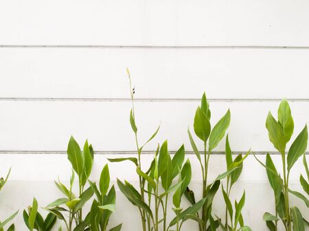Bird of paradise tree growing in front of white cement wallの写真素材