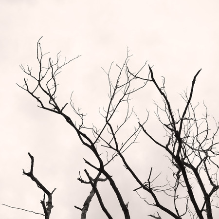 Tree branch without any leaves in black and whiteの写真素材