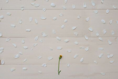 Yellow pollen with green branch and white petals on light brown wood from top viewの写真素材