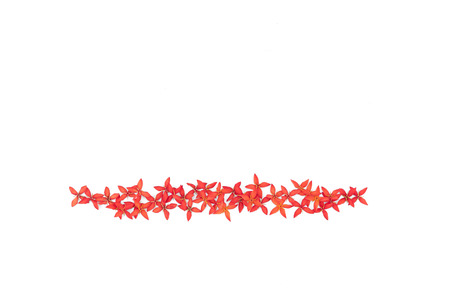 Line of red ixora flowers isolated on white background with copy space from top viewの写真素材