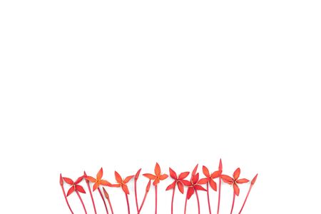 Red ixora flowers isolated on white background with copy spaceの写真素材