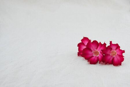 Red desert rose flowers on muslin fabric with copy spaceの写真素材