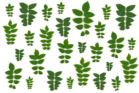 Green leaves pattern isolated on white backgroundの写真素材