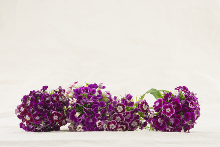 Purple sweet william flowers bouquet with copy spaceの写真素材