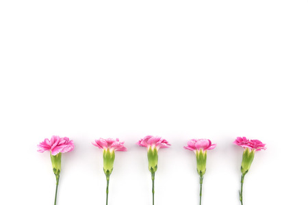Pink carnation flowers on white background with copy spaceの写真素材