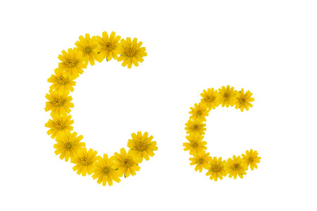 Letter C, alphabet made from yellow Wedelia flowers isolated on white backgroundの写真素材