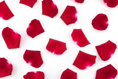 Red rose petals pattern on white backgroundの写真素材