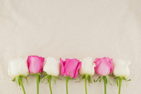 Pink and white roses on white muslin fabric with copy spaceの写真素材
