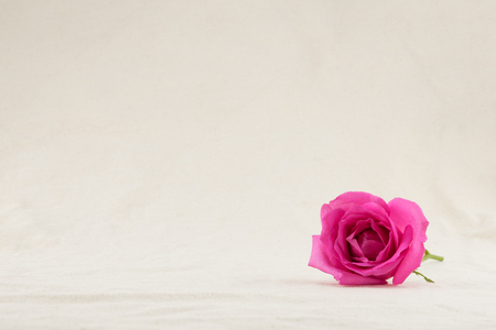 Pink rose from side view with copy spaceの写真素材