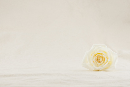White rose from side view with copy spaceの写真素材