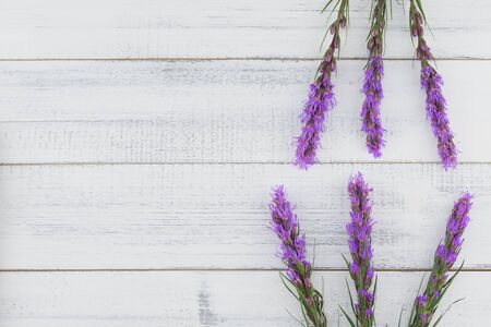 Violet liatris flowers on white wood background with copy spaceの写真素材