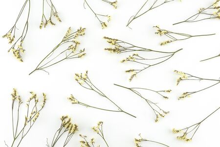 Yellow limonium caspia flowers with branches pattern on white backgroundの写真素材