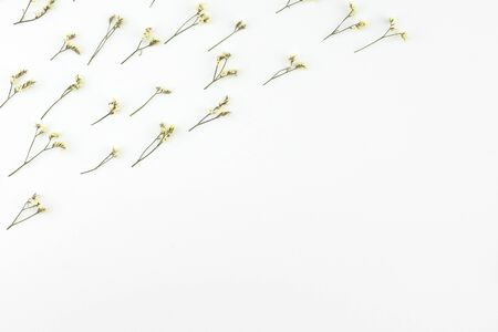 Yellow limonium caspia flowers pattern on white background with copy spaceの写真素材