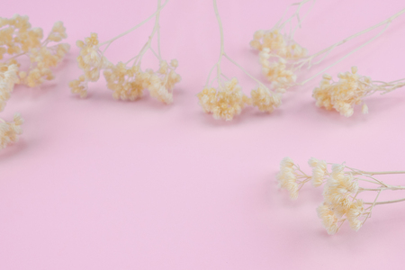 White dried flowers on pastel pink background with copy spaceの写真素材