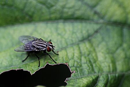 Fly perched on a leaf