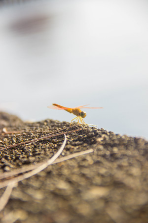 Dragonflyの写真素材