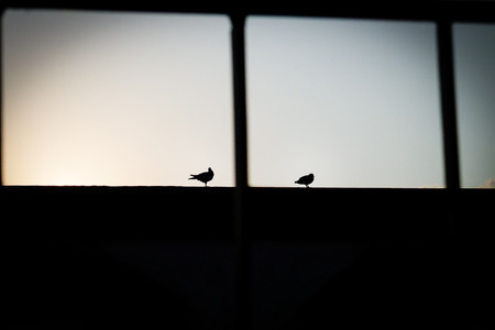 bird couple silhouette in the sun dawning backgroundの写真素材