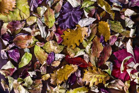 Autumn background. Fallen red and yellow leaves on wet ground.の写真素材