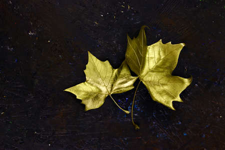 Golden leaves on dark background.の写真素材