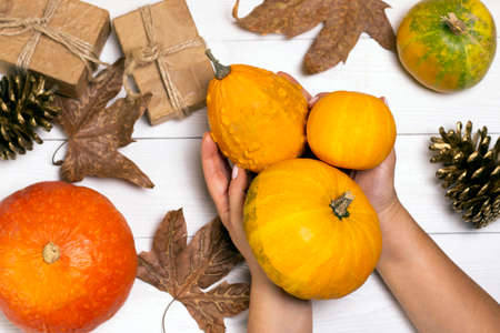 Hands with small decorative pumpkins. Pumpkins, autumn leafs, golden fir cones and gifts in craft paper. Holliday decoration concept design.の写真素材