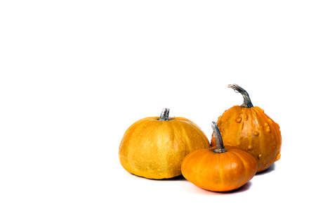 Pumpkins isolated on white background.  Different size and shape pumpkins.の写真素材