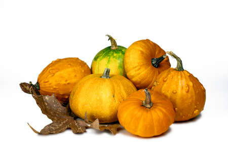 Pumpkins and yellow leafs isolated on white background.  Different size and shape pumpkins. Autumn harvest concept.の写真素材