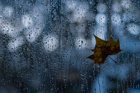 Fall leaf on wet window glass. Melancholy and minor concept background.の写真素材