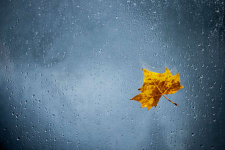 Fall leaf on wet window glass. Melancholy and minor concept background.の写真素材