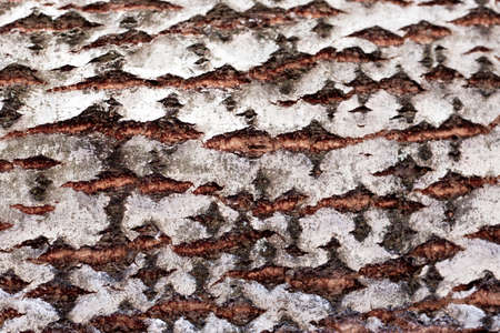 Ð¡racked tree bark background. Natural tree crust textureの写真素材