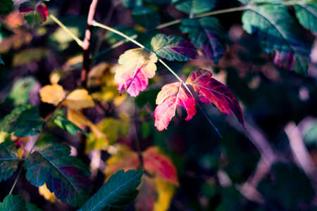 Beginning of autumn. Different color leafs on little tree.の写真素材
