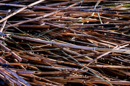 Cut thatched reed stalks background.の写真素材