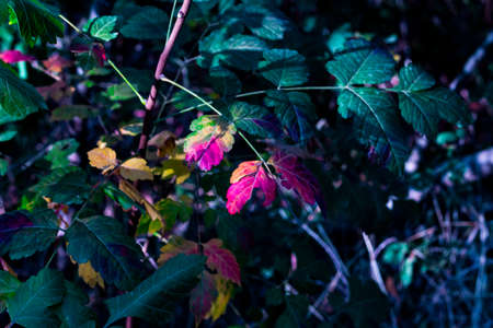 Beginning of autumn. Different color leafs on little tree.の写真素材
