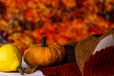 Pumpkins and hand knitted blanket on white wooden board with blurred fall colors on background. Autumn comfort concept.の写真素材