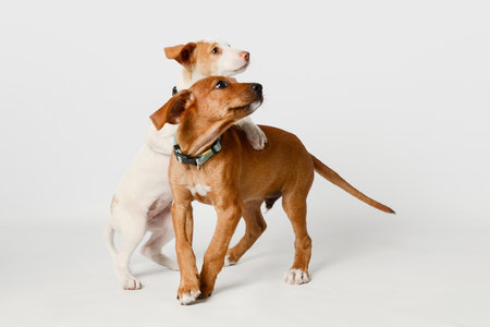Two dog puppies playing on white background. White and brown dogs, setter and podenco breed pets.の写真素材