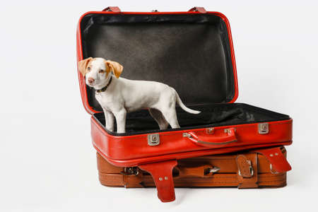 Pet, puppy in red suitcase. View of the small animal inside a suitcase with sad lookの写真素材