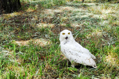 Yellow-eyed snowy owl on the grass. Bubo scandiacus. The bird with white plumage is perched on the ground in the open air.の写真素材