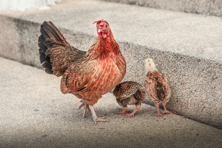 Chicken familyの写真素材
