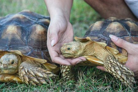 Turtle in handの写真素材