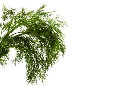 dill isolated on whiteの写真素材