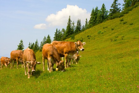 Herd of cows grazing in Alpsの写真素材