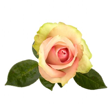 Beautiful rose   isolated on white backgroundの写真素材