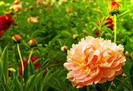 Beautiful peonies. Floral field. Shallow focus.の写真素材