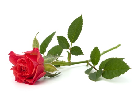 Beautiful rose isolated on white background Beautiful rose isolated on white background