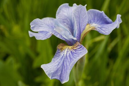 Beautiful blueflags. Floral field. Shallow focus.
