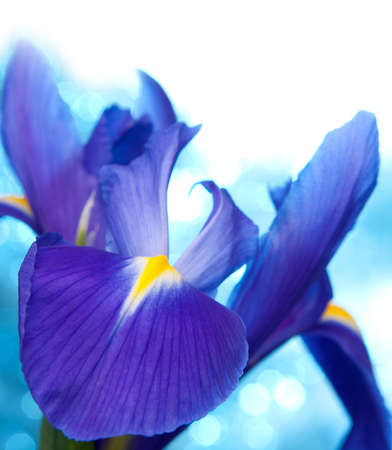 Beautiful blue iris flowers backgroundの写真素材