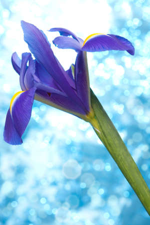 Beautiful blue iris flowers background