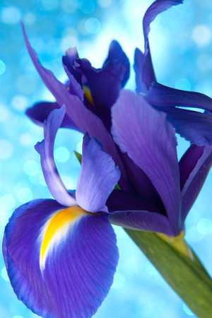 Beautiful blue iris flowers background