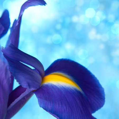 Beautiful blue iris flowers backgroundの写真素材