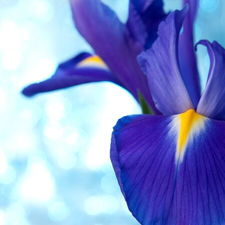Beautiful blue iris flowers backgroundの写真素材