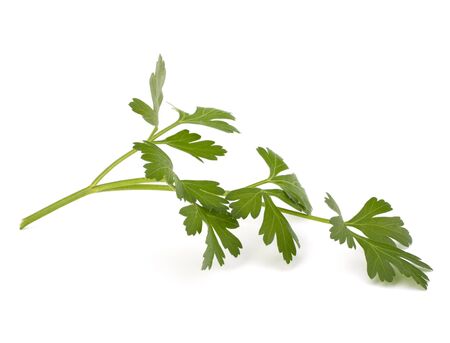 parsley  isolated on white backgroundの写真素材